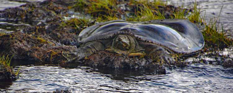 turtle in mud